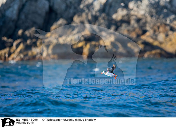 Papageitaucher / Atlantic puffin / MBS-18096