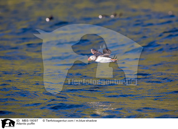 Atlantic puffin / MBS-18097