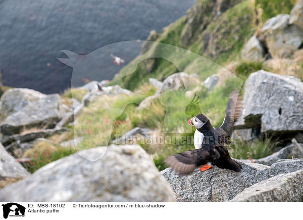 Papageitaucher / Atlantic puffin / MBS-18102