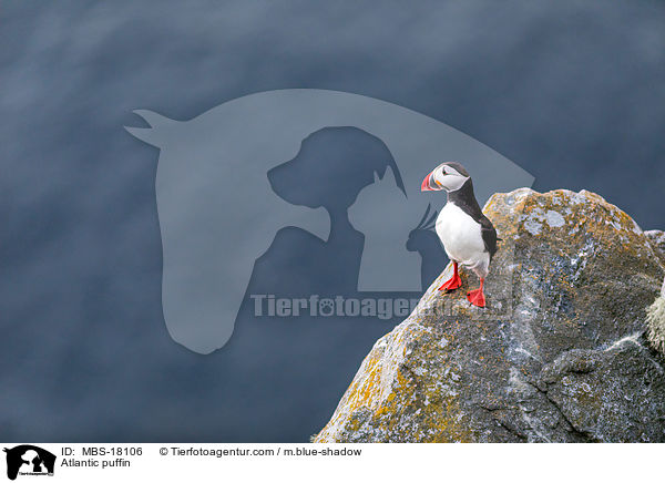 Papageitaucher / Atlantic puffin / MBS-18106