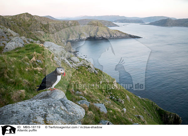 Atlantic puffin / MBS-18119