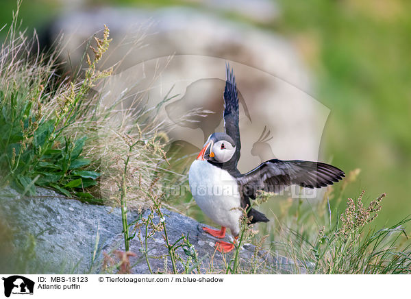 Atlantic puffin / MBS-18123