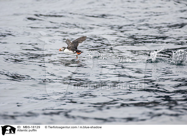 Atlantic puffin / MBS-18129