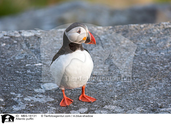 Atlantic puffin / MBS-18131