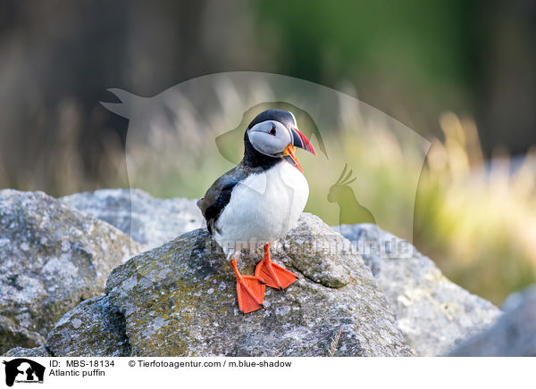 Papageitaucher / Atlantic puffin / MBS-18134