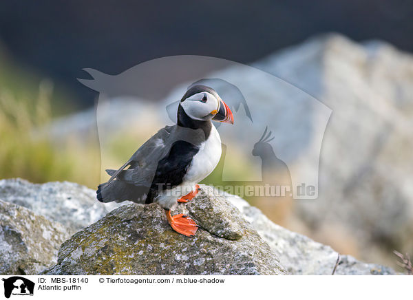 Atlantic puffin / MBS-18140