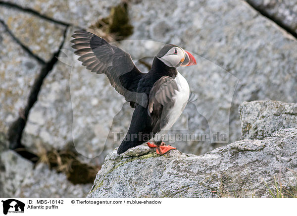 Atlantic puffin / MBS-18142