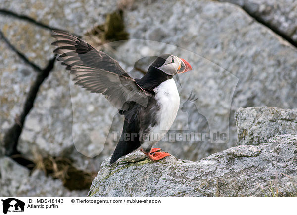 Papageitaucher / Atlantic puffin / MBS-18143