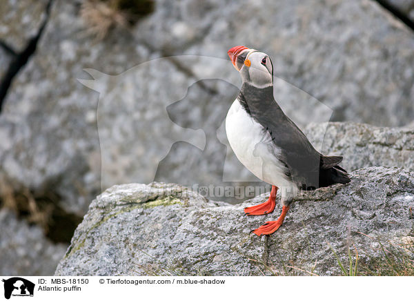 Papageitaucher / Atlantic puffin / MBS-18150