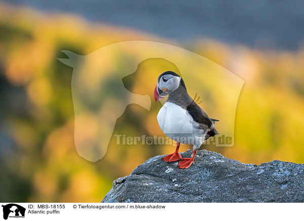 Papageitaucher / Atlantic puffin / MBS-18155