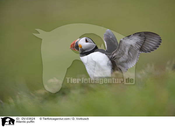 Atlantic puffin / DV-03624