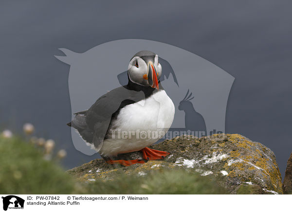 stehender Papageitaucher / standing Altlantic Puffin / PW-07842