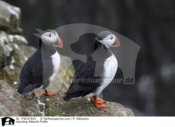 standing Altlantic Puffin / PW-07843