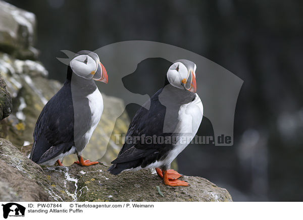 standing Altlantic Puffin / PW-07844