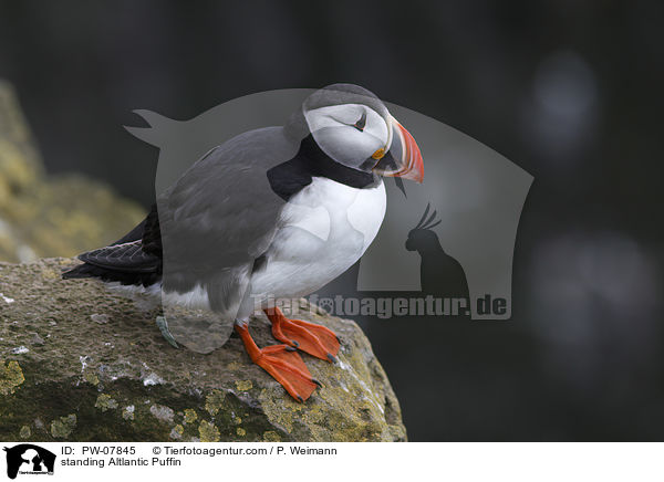 standing Altlantic Puffin / PW-07845