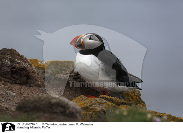 standing Altlantic Puffin / PW-07846
