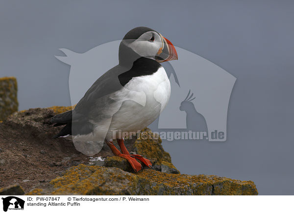 standing Altlantic Puffin / PW-07847