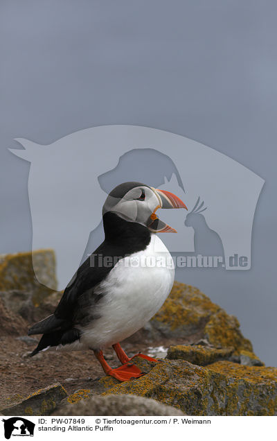 standing Altlantic Puffin / PW-07849