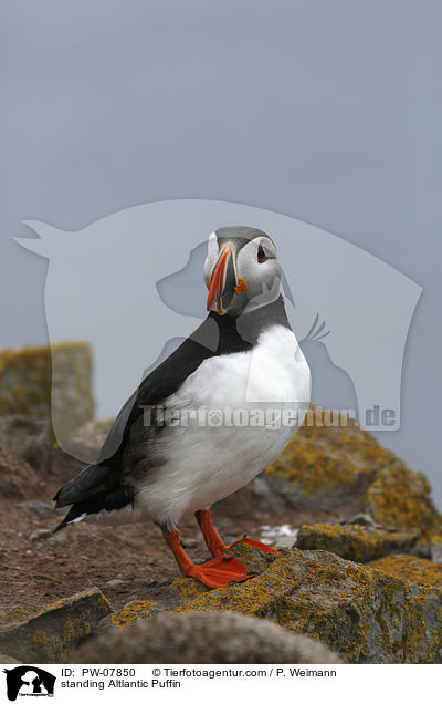 standing Altlantic Puffin / PW-07850