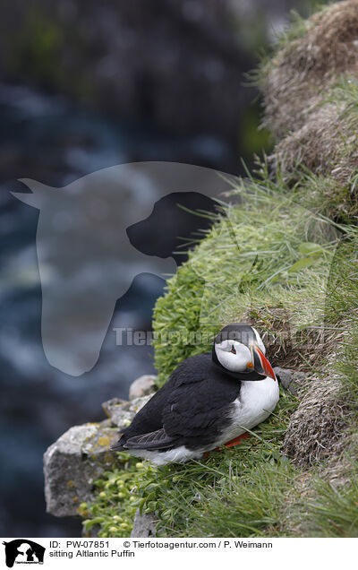 sitzender Papageitaucher / sitting Altlantic Puffin / PW-07851
