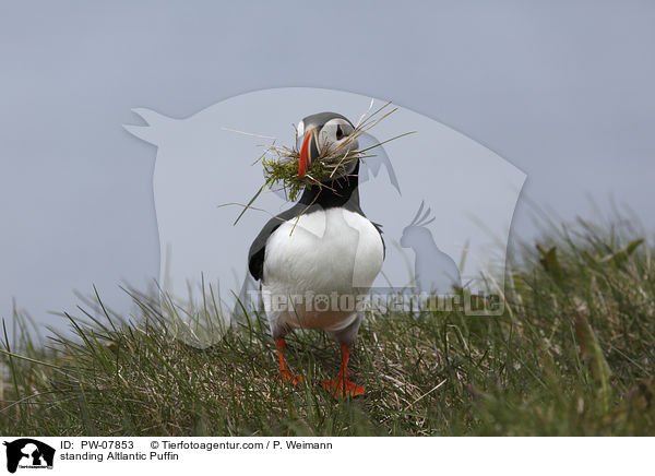 standing Altlantic Puffin / PW-07853