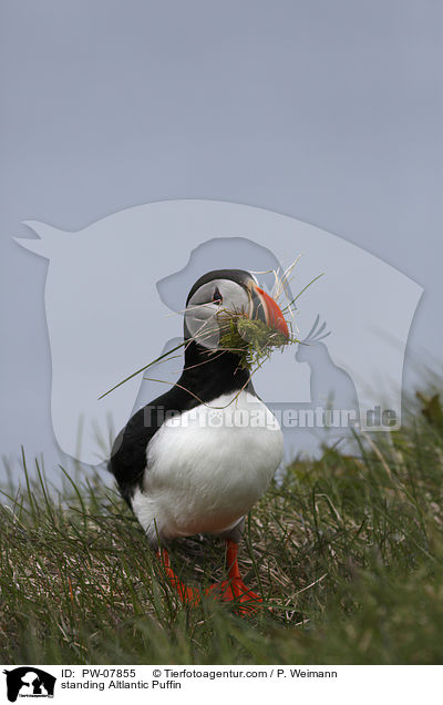 standing Altlantic Puffin / PW-07855