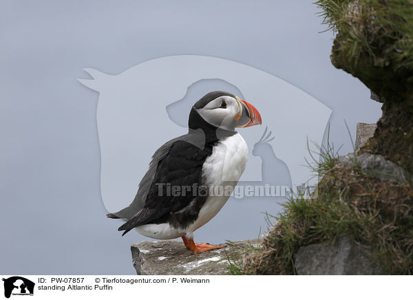 standing Altlantic Puffin / PW-07857
