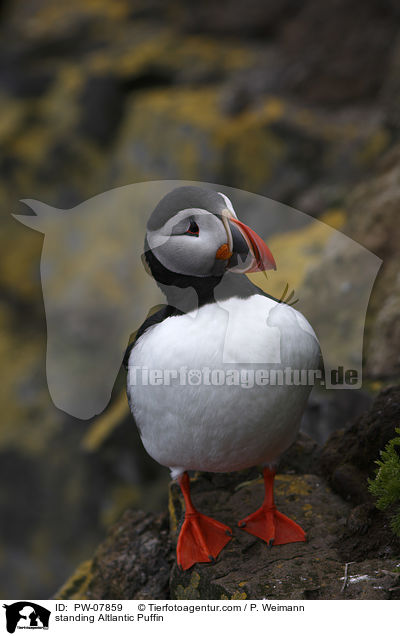 stehender Papageitaucher / standing Altlantic Puffin / PW-07859