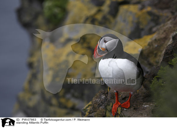 standing Altlantic Puffin / PW-07863