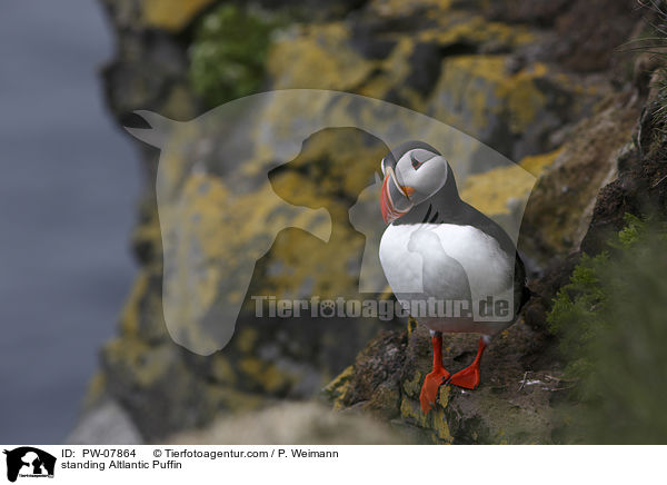 standing Altlantic Puffin / PW-07864