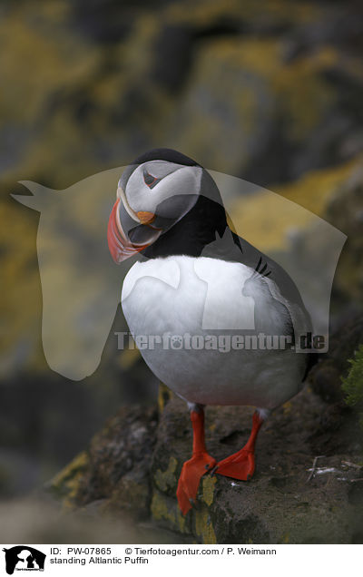 standing Altlantic Puffin / PW-07865