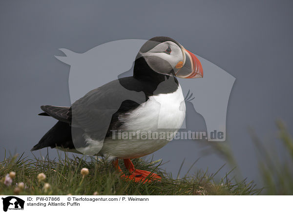 stehender Papageitaucher / standing Altlantic Puffin / PW-07866