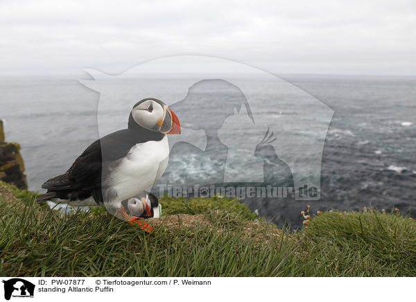 stehender Papageitaucher / standing Altlantic Puffin / PW-07877