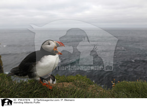 stehender Papageitaucher / standing Altlantic Puffin / PW-07878