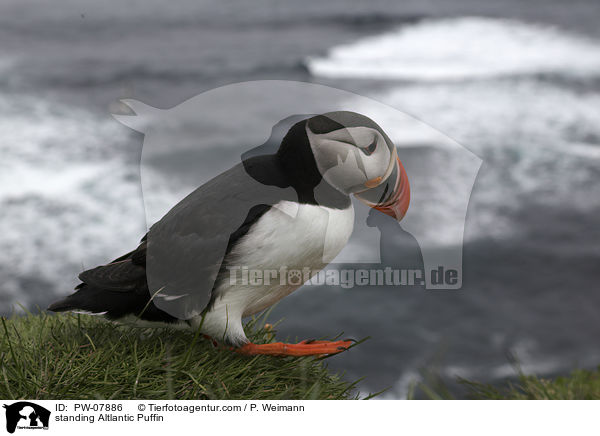 standing Altlantic Puffin / PW-07886