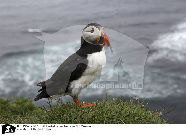 standing Altlantic Puffin / PW-07887