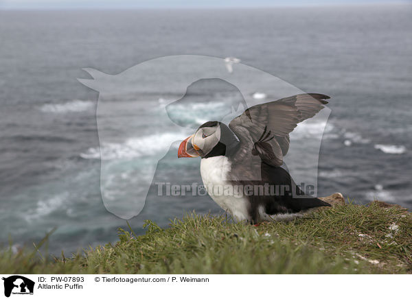 Papageitaucher / Altlantic Puffin / PW-07893