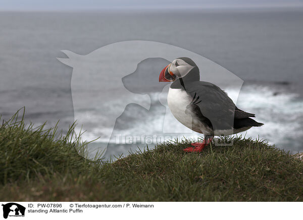standing Altlantic Puffin / PW-07896