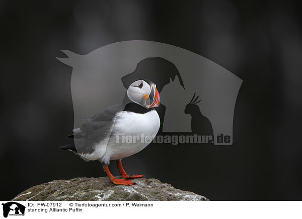 standing Altlantic Puffin / PW-07912