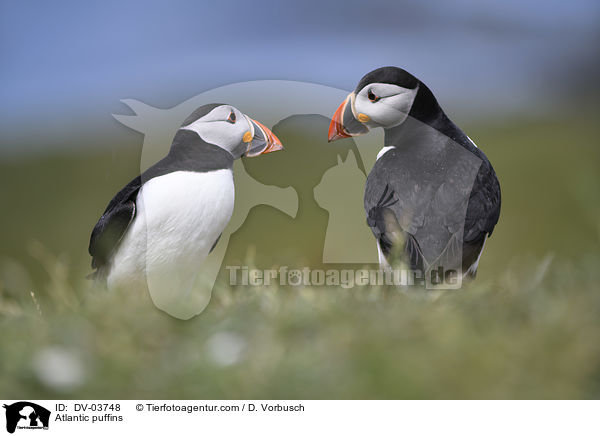 Papageitaucher / Atlantic puffins / DV-03748