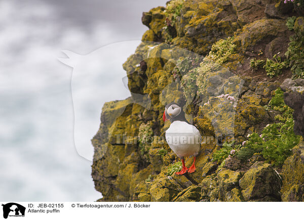 Atlantic puffin / JEB-02155