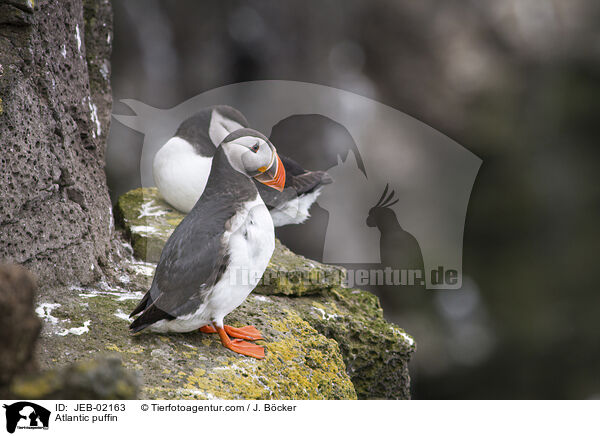 Atlantic puffin / JEB-02163