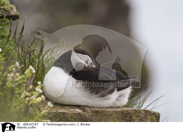 Papageitaucher / Atlantic puffin / JEB-02167