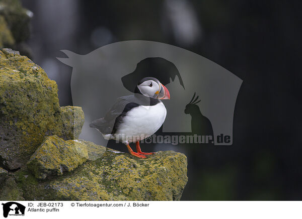 Atlantic puffin / JEB-02173