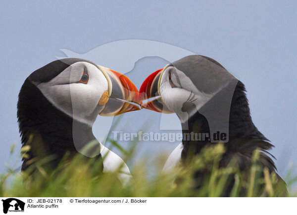 Atlantic puffin / JEB-02178