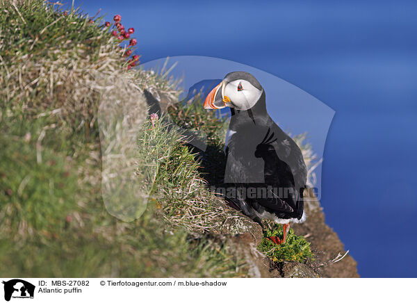 Atlantic puffin / MBS-27082