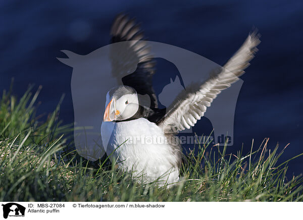 Papageitaucher / Atlantic puffin / MBS-27084
