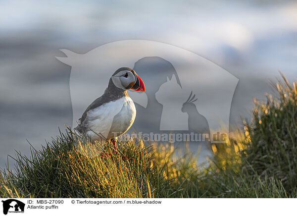 Atlantic puffin / MBS-27090