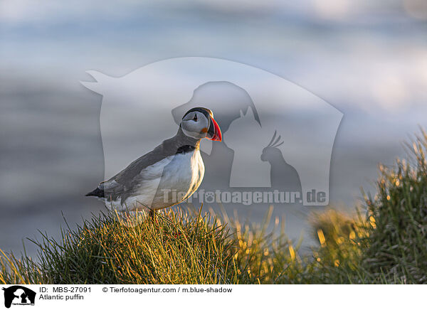 Atlantic puffin / MBS-27091