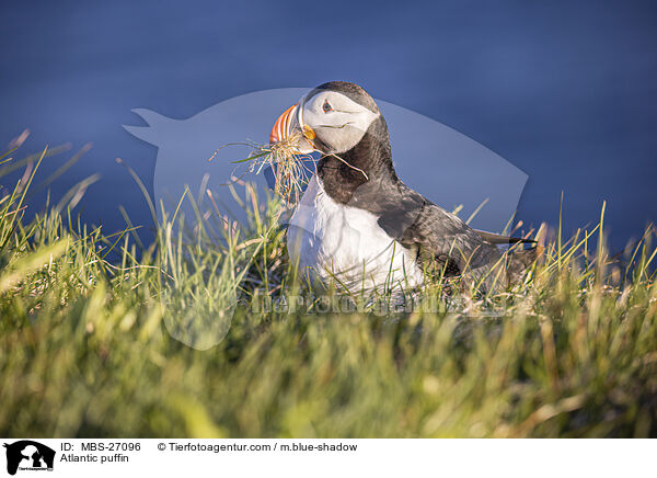 Papageitaucher / Atlantic puffin / MBS-27096